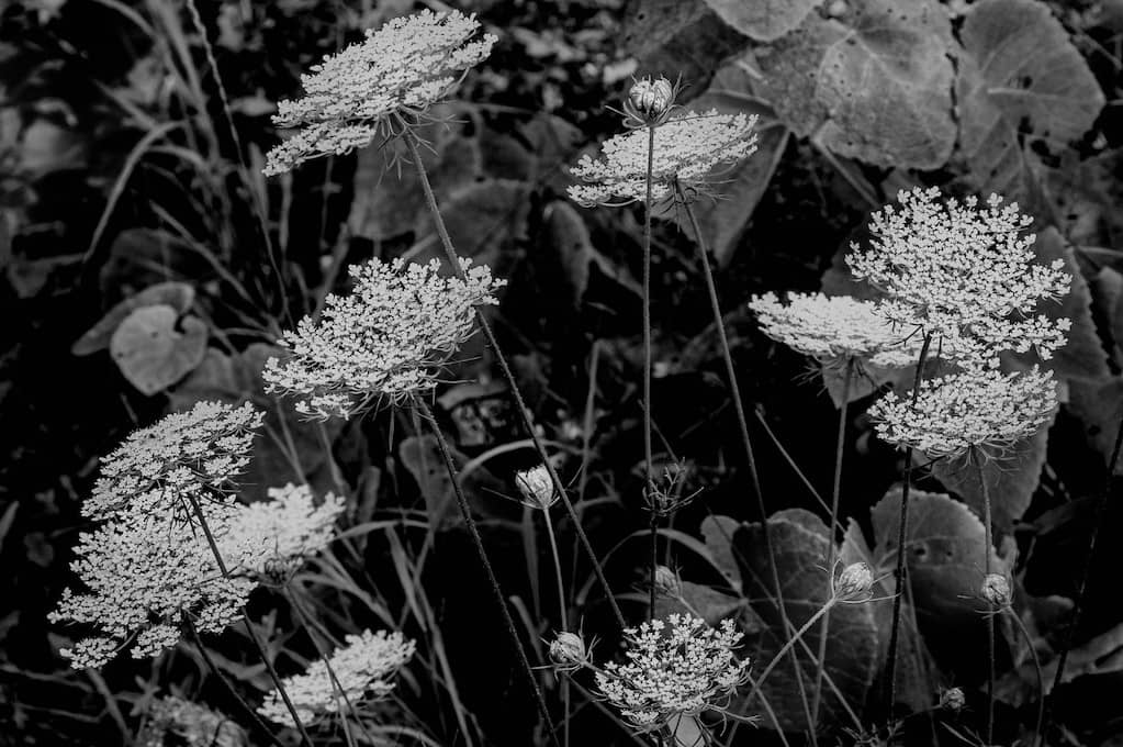 photo of Queen Anne's lace