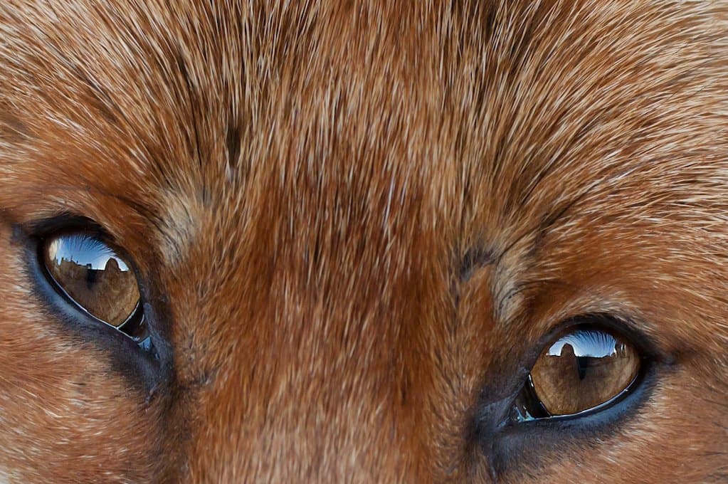 photo of fox eyes