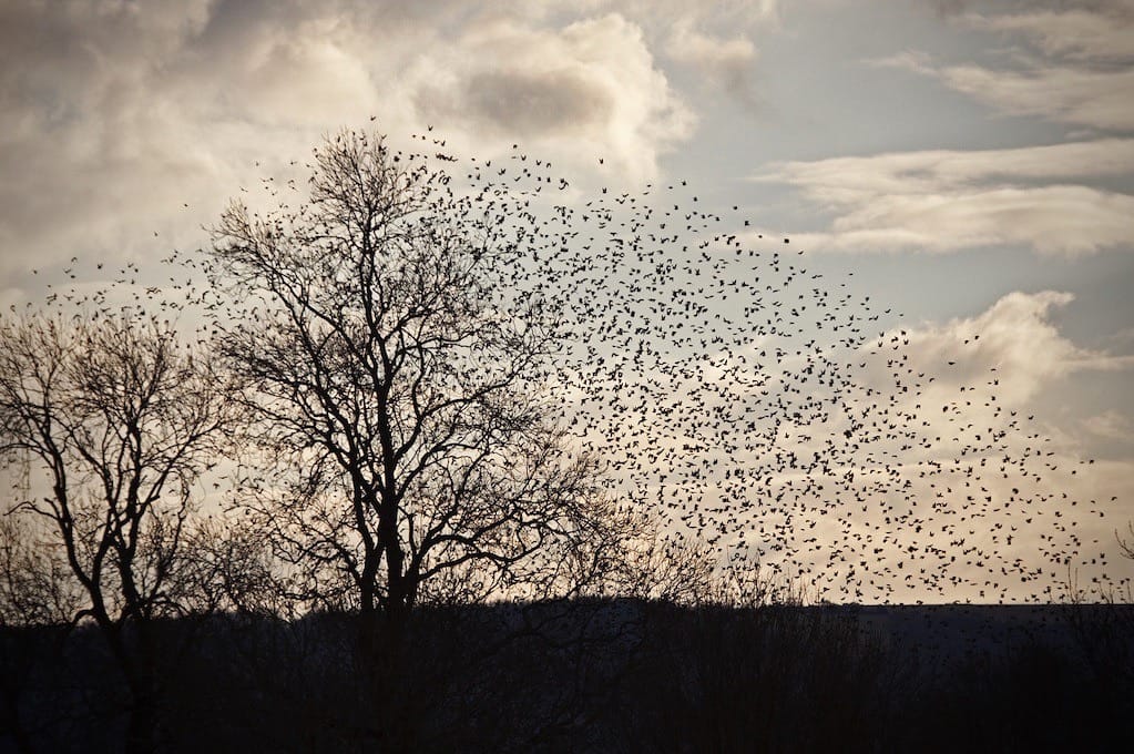 photo of starlings in flight