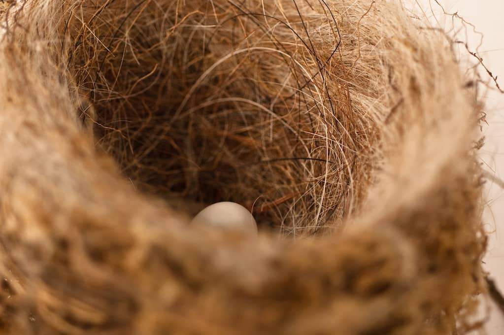 photo of nest