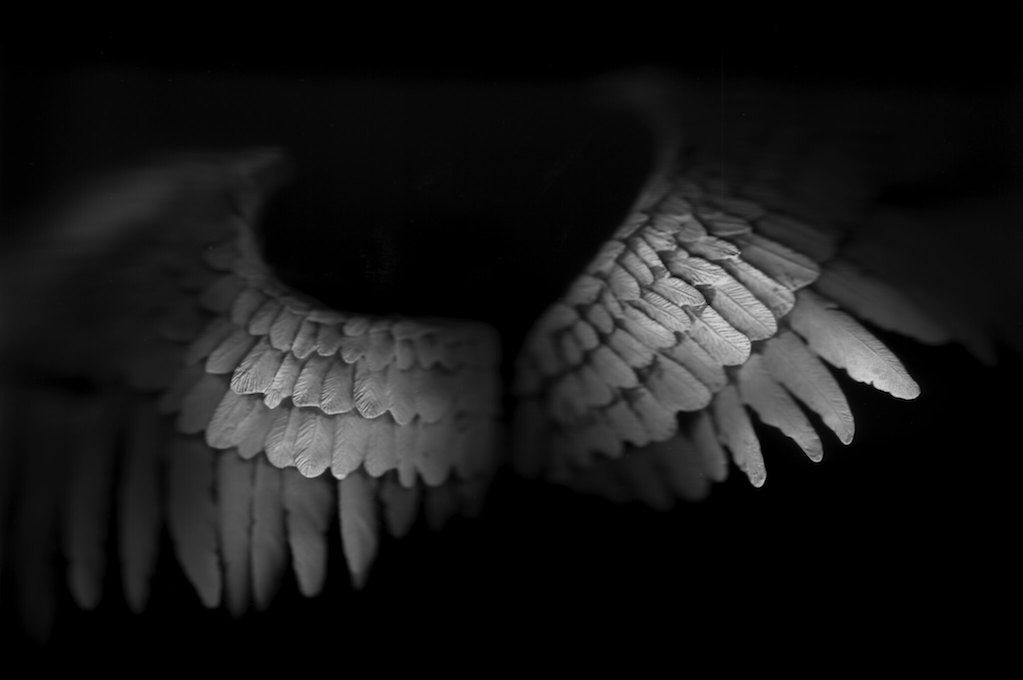photo of angel wings