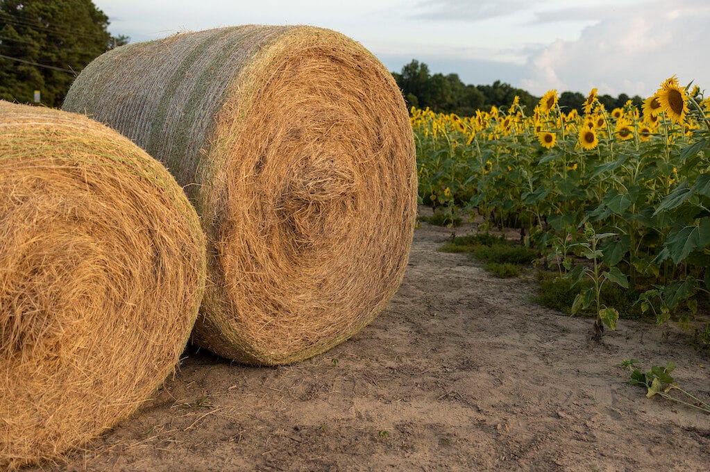 photo of hay bales next to a sunflower field