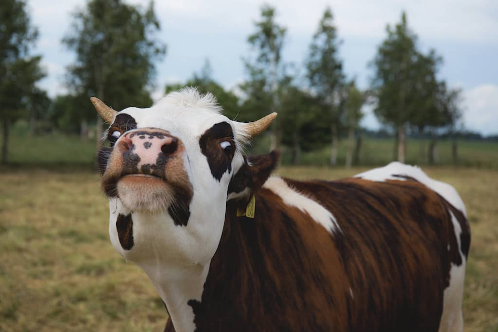 photo of cow with funny expression