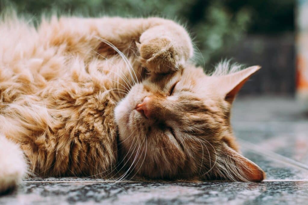 photo of orange Persian cat sleeping