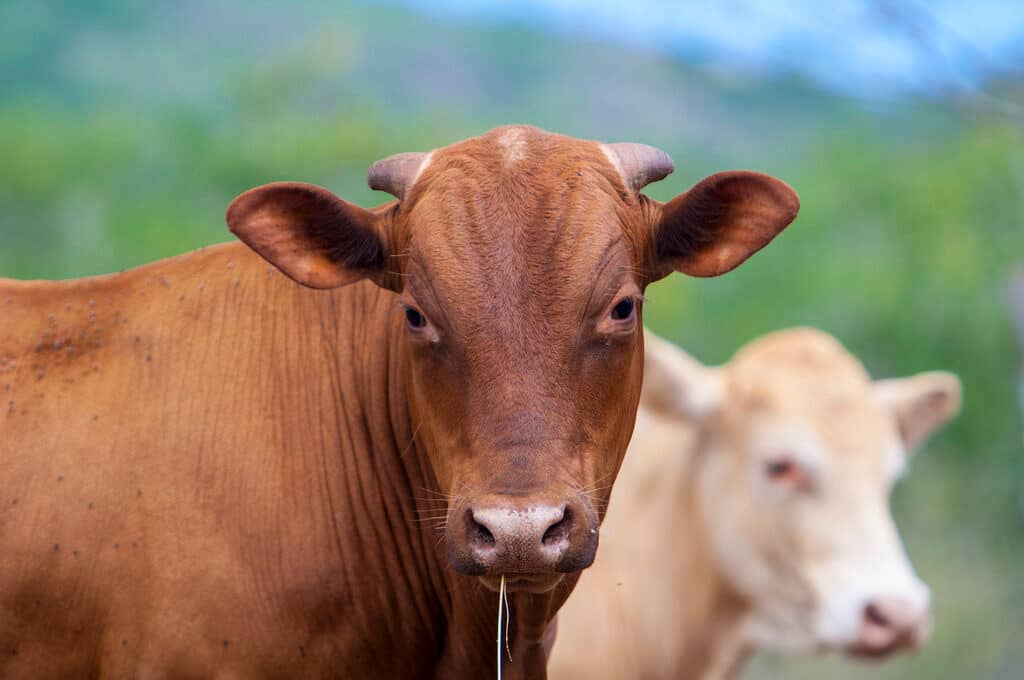 photo of brown cow
