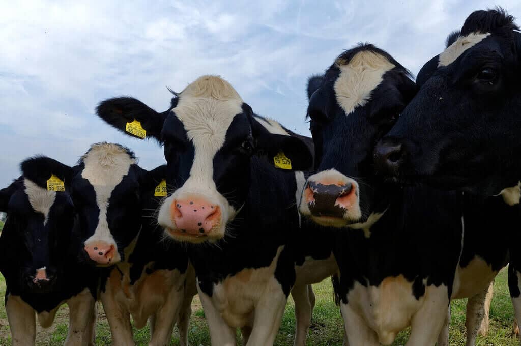 photo of black and white cows