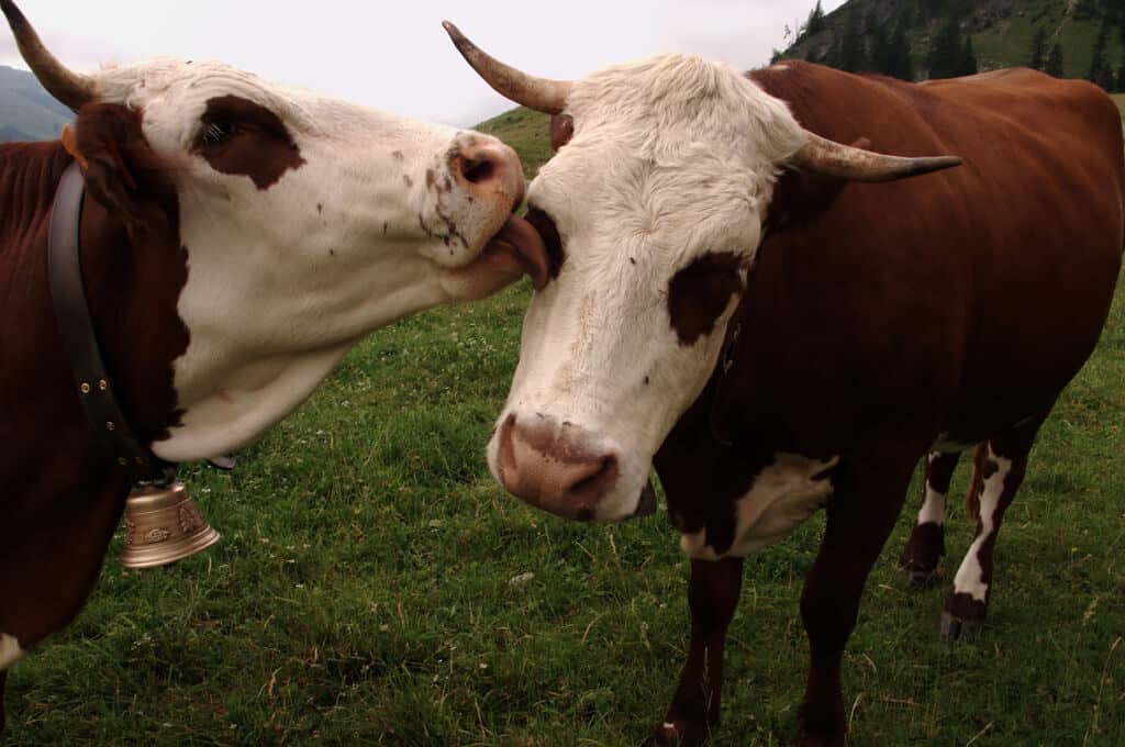 photo of cow licking another cow's face