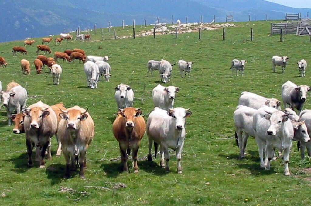 photo of pasture with cows