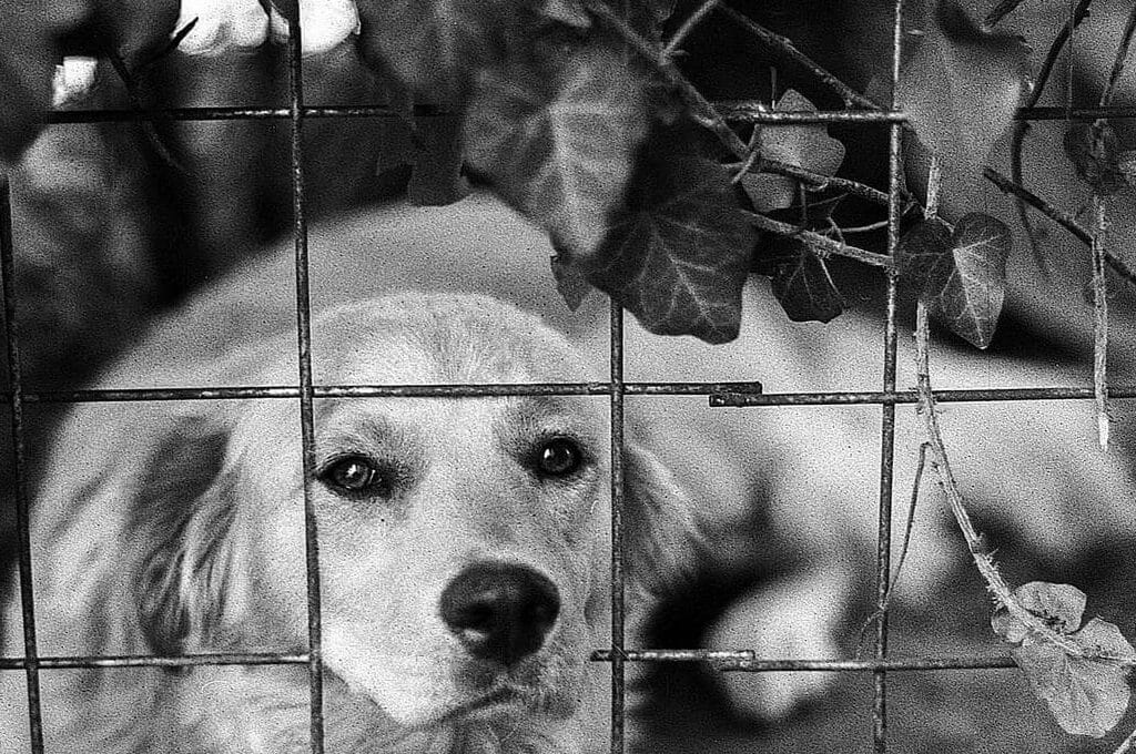 photo of a dog looking through a fence
