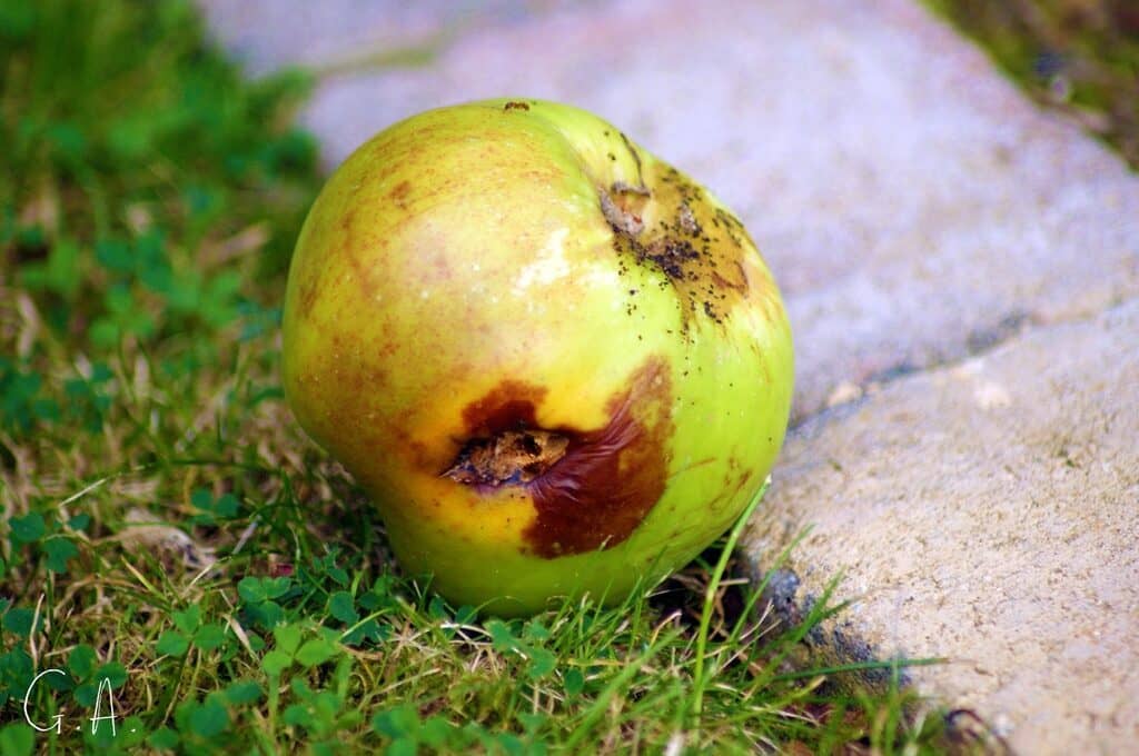 photo of rotting green apple on grass