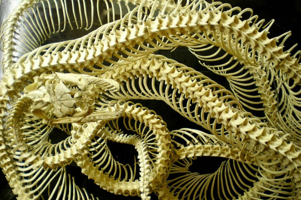 photo of snake skeleton