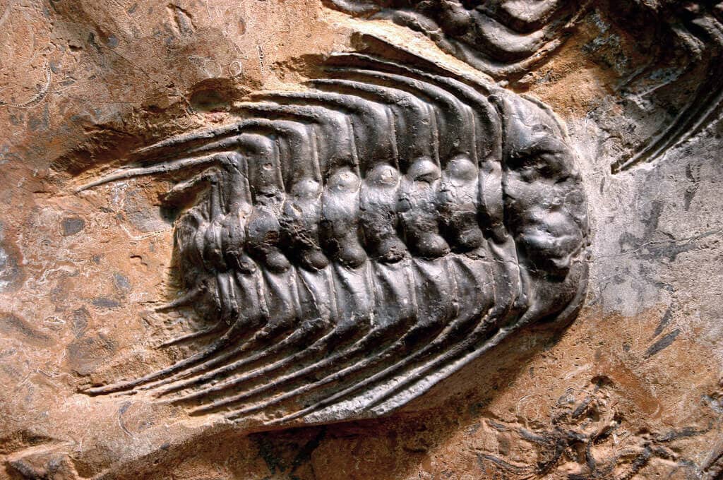 photo of trilobite