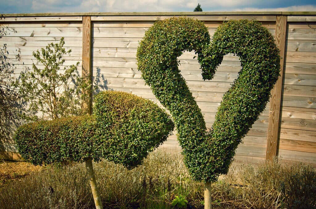 photo of heart-shaped topiary