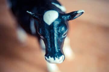 photo of miniature cow toy