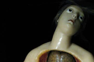 photo of female anatomy figure
