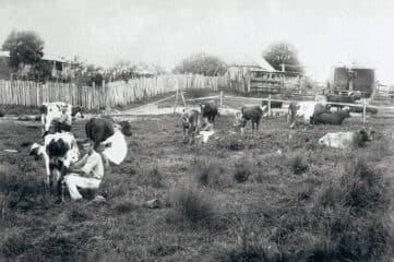 old photo of cows being milked on Australian farm