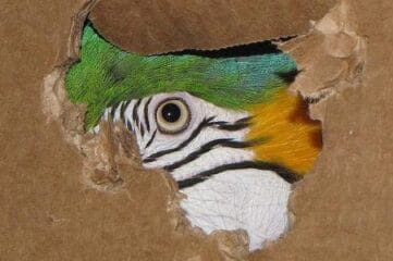 photo of a bird peaking through hole in cardboard box