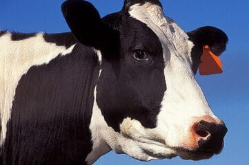 image of the face of a black and white cow