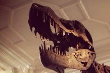 photo of Tyrannosaurus Rex skelton in a museum