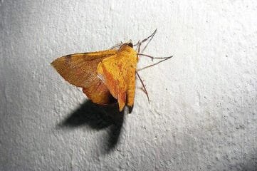 photo of moth
