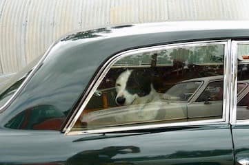 photo of a dog in a car