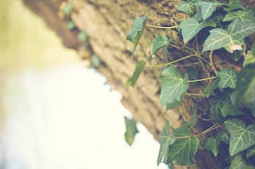 photo of ivy growing on a tree