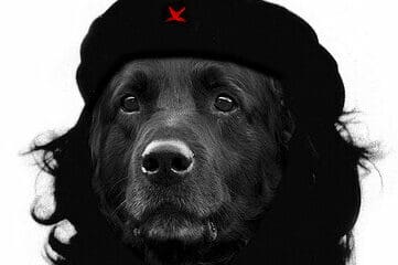 photo of dog dressed up like Che Guevara