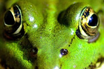 photo of a frog's face