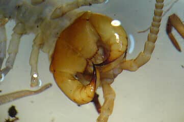 photo of a chilopoda