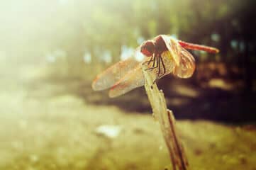 photo of a dragonfly