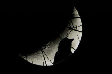 photo of crow in front of the full moon