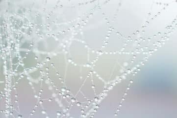 photograph of spiderweb with droplets on the threads