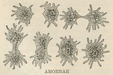 vintage illustration of amoebae