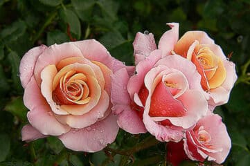 photo of pink roses