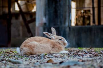 photo of rabbit on Okunoshima (Rabbit Island)
