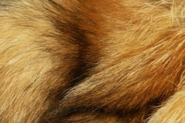 photo of fox fur