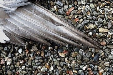 photo of pigeon wing with feathers on gravel background