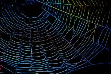 photo of spider web with neon colors