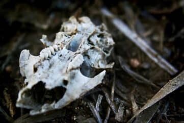 photo of animal skull with teeth in the grassy dirt