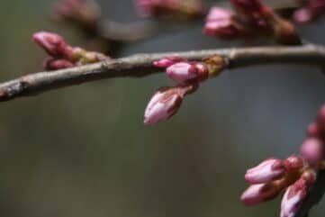 photo of buds on tree branch